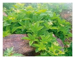 Image result for Cyphostemma adenocaule