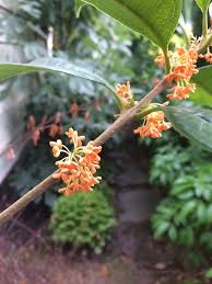 Slow, dense growth to an eventual 1520 feet tall, 68 feet wide; Osmanthus Fragrans Var Aurantiacus Xera Plants