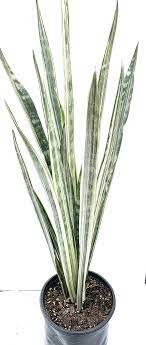Rare Sansevieria White Snake Or Bantels Sensation Snake Etsy In 2021 Snake Plant House Plants Plants