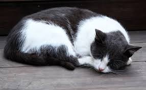 Check spelling or type a new query. A Quoi Servent Les Moustaches Du Chat