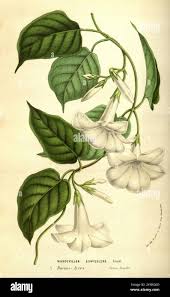 Image result for dipladenie suaveolens obrázek