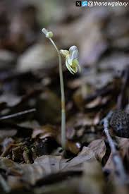 Image result for Epipogium roseum