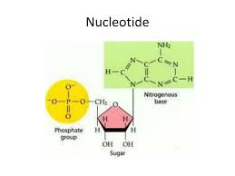 Hydrogen bonds are formed between purine and pyrimidine bases . Ppt Pap Biology Dna Powerpoint Presentation Free Download Id 6047475