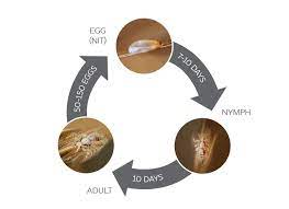 Remember the salt has to dissolve to be effective. How To Calculate How Long You Have Had Lice Fresh Heads Lice Removal