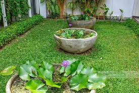 Check spelling or type a new query. Water Lily The National Flower Of Sri Lanka Green Holiday Travels