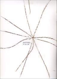 Image result for Enteropogon