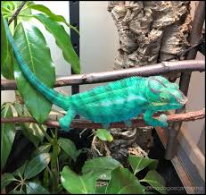 An effective chameleon cage setup will include the four necessary gradients and distinct levels. Bioactive Chameleon Enclosure Build Part 1 What S Bioactive Madagascar Mama