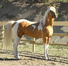 Maybe you would like to learn more about one of these? Horse Lovers Wow Pinto Meets Palomino Absolutely Gorgeous Facebook