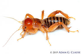 Image result for Stenostelma