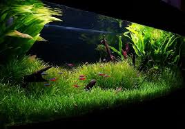 Online Store Of Carpet Aquarium Plants Lilaeopsis Micro Sword Aquarium Plants Aquarium Grass Planted Aquarium Freshwater Aquarium