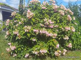 Image result for Dombeya