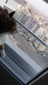 Kedim 12 Kattan Dustu Iyilesti