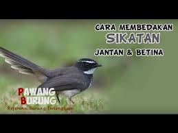 Perbedaan burung flamboyan jantan dan betina bila ditanyakan tentаng burung wergan jawa mungkin tidаk banyak dаri kita yаng mengenal ciri ciri burung flamboyan jantan dan betina. Ciri Burung Sikatan Londo