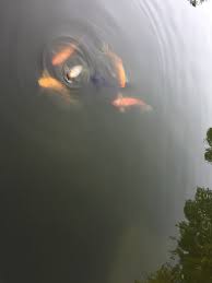 Skull pencabut nyawa png / biaya untuk membuat pin. Check Your Source A Lesson Learned From A Koi Pond By Alissa Mcclure Medium