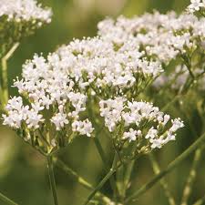Image result for Valeriana capensis