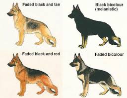 Black And Tan Faded German Shepherd Puppies German Shepherd Color Variance German Shepherd Colors German Shepherd Pictures German Shepherd Dogs