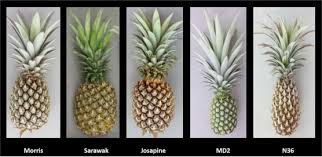 Match the pairs of antonyms: Pineapple Ananas Comosus A Comprehensive Review Of Nutritional Values Volatile Compounds Health Benefits And Potential Food Products Sciencedirect
