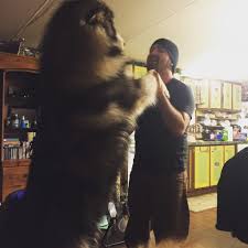 Small, smart, and energetic, the alaskan klee kai is a relatively new breed that looks like a smaller version of the siberian husky. Mountain Ridge Giant Alaskan Malamutes Woolly Giant Alaska Flickr