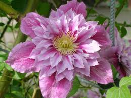 Clematis Vermehren So Leicht Geht S Clematis Kletterpflanzen Pflanzen