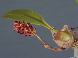 Image result for Bulbophyllum prorepens