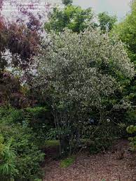 Plantfiles Pictures White Powder Puff White Tassel Flower Snowflake Acacia Calliandra Portoricensis By Rosinabloom Tea Garden White Tassel Flowers
