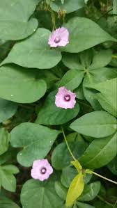 Image result for Astripomoea