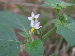 Image result for Solanum memphiticum