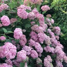 Image result for Hydrangea arborescens Pink Anabelle