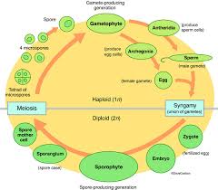 Genetics Alternation Of Generations Photo In 2020 Biology Facts Botany Study Biology