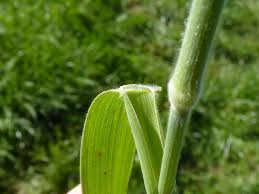 Image result for Holcus