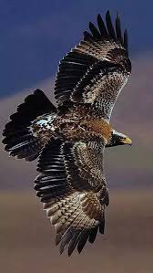 climate change driving tropical birds to higher elevations hayvanlar hayvanlar alemi kus