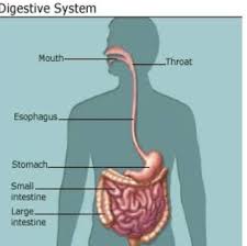 Mcq quiz on digestive system multiple choice questions and answers on digestive system mcq questions quiz on digestive system objectives questions with answer test pdf for interview preparations, freshers jobs and competitive exams. Science 5th Grade Digestive System Science Quiz Quizizz