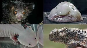 Resultado de imagen de fotos de animales en peligro de extinción