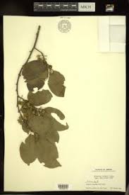 Image result for Allocassine laurifolia