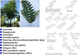 Image result for Toona