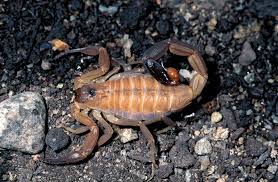 Image result for Scorpion