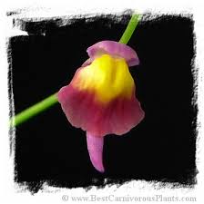 Image result for Utricularia welwitschii