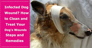 Pin On Dog Care