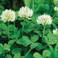 Farm Seed Cover Crop Forage Crops Johnny S Selected Seeds Farm Seed Clover Seed Planting Herbs