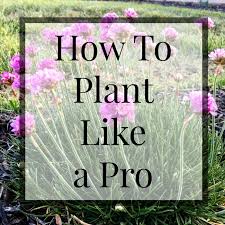 How To Plant Like A Pro Craft Thyme