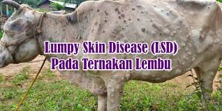 Check spelling or type a new query. Lumpy Skin Disease Lsd Pada Ternakan Lembu Eintan Nurfuzie Lifestyle Beauty Travel Tips Rawatan Kucing Review