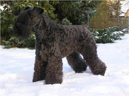 Kerry blue terrier is the quintessential working dog. Kerry Blue Terrier Facts Pictures Puppies Breeders Price Temperament Animals Breeds