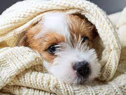 Different ways birds survive bitter cold. How Can You Tell If Your Dog Is Warm Enough In The Winter Pets4homes