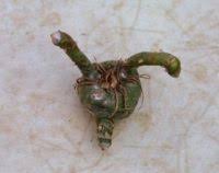 Image result for Amorphophallus abyssinicus