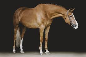 Documents include ownership statements, and insider trading documentation. Pin On Front Chestnut