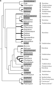 Image result for Ptaeroxylaceae