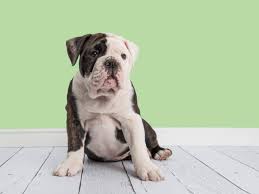 Pricing for standard colors & markings for akc limited registration The Miniature English Bulldog Here S Everything You Want To Know Animalso
