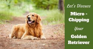 The cost of microchipping a dog varies depending on location and the veterinarian clinic. Microchipping Your Dog Facts Risks Cost Law Totally Goldens