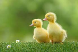 Do as much research as possible into release options early on. Buying A Duck Or Duckling Could Mean A Lifetime Of Misery Peta