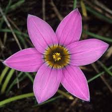 Image result for Romulea